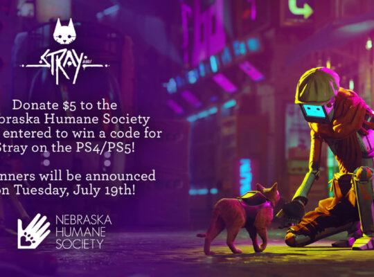 stray nebraska 1