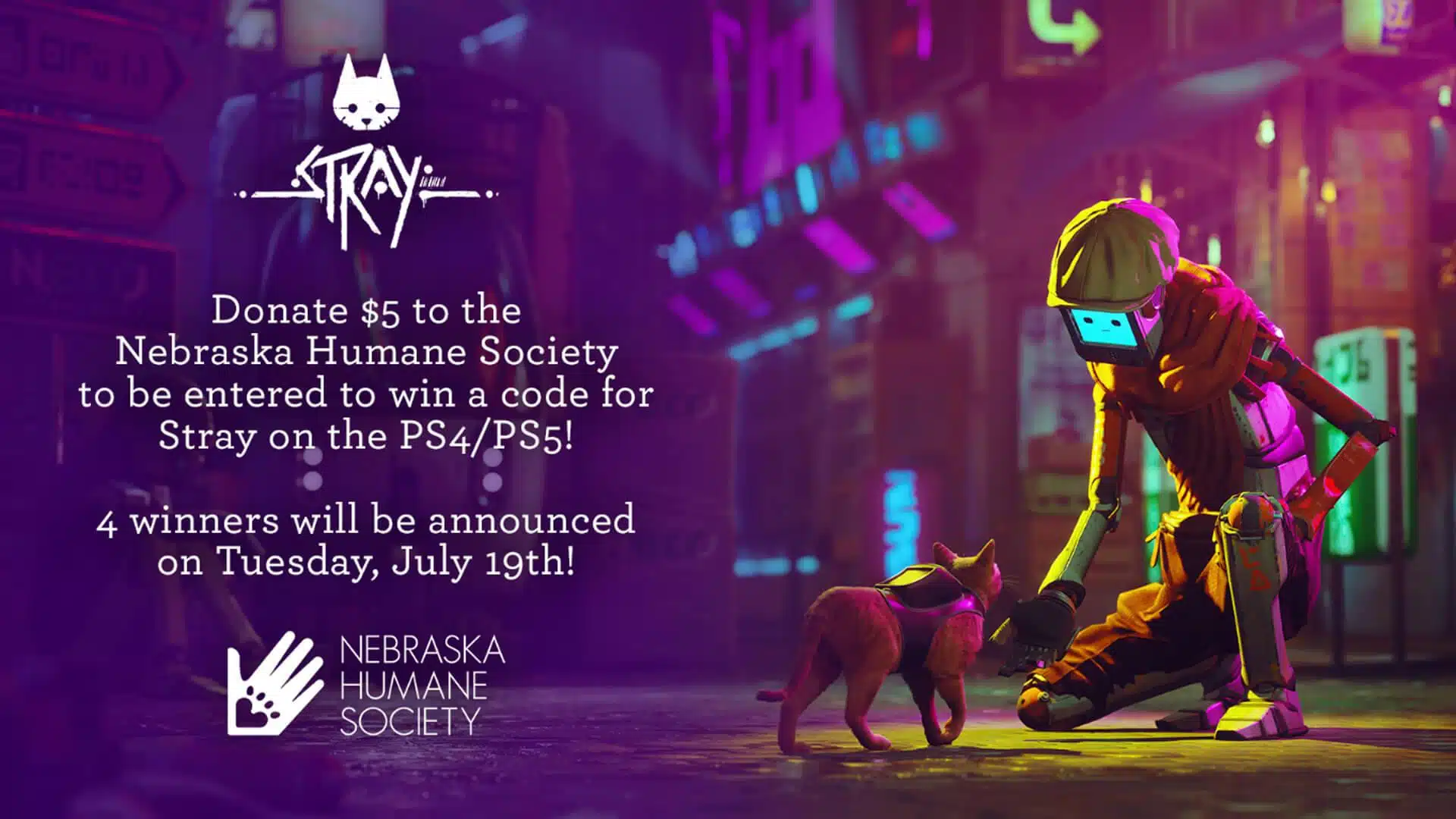 stray nebraska 1